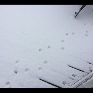 Meet your Posher, Carlene